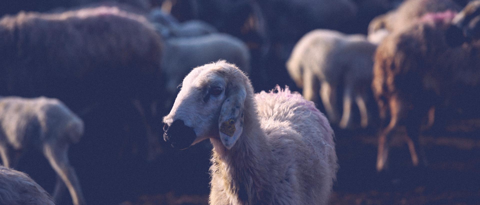 Why Do Muslims Give Qurbani?