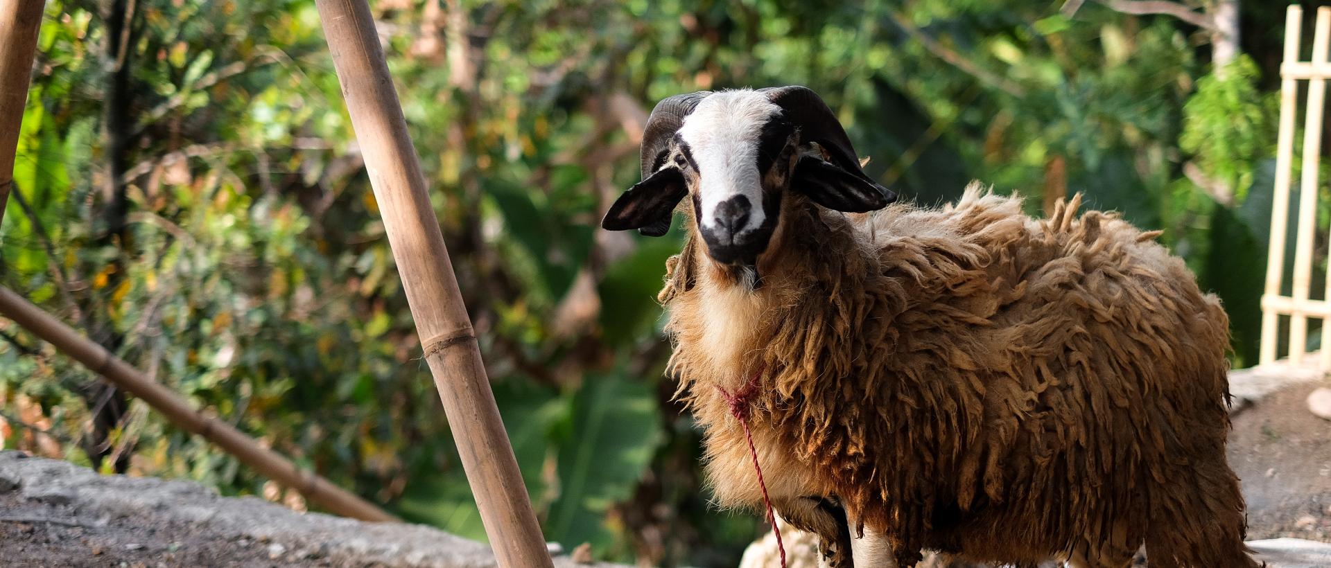 What Can Be Learnt From The Teachings And Rituals Of Qurbani?
